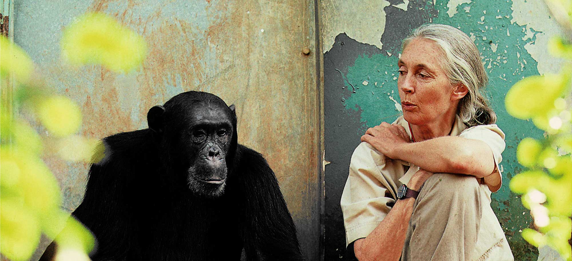 Un message de Jane Goodall pour les lectrices et lecteurs de Mon journal animal. Photo Michael Neugebauer.