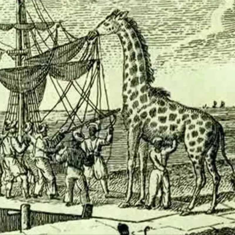 Le voyage extraordinaire de Zarafa la girafe