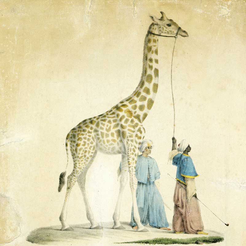 Le voyage extraordinaire de Zarafa la girafe