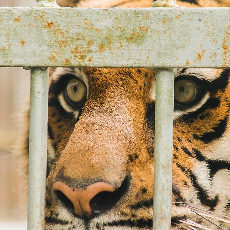 Un tigre en cage