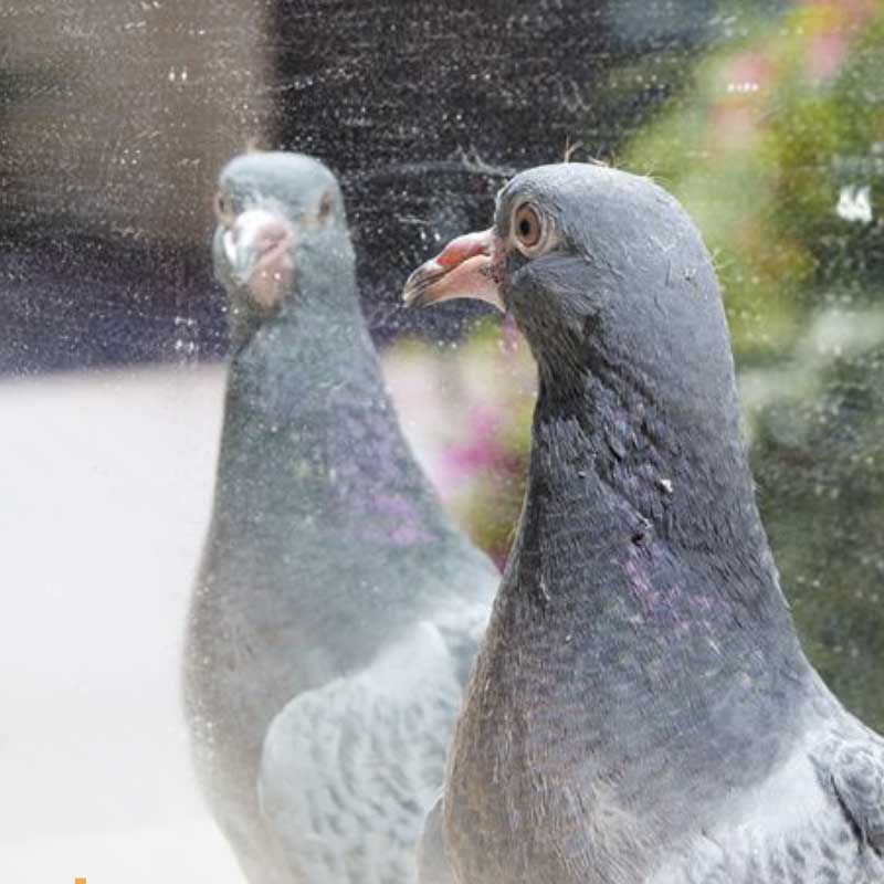 Experience animaux miroir Gallup pigeon