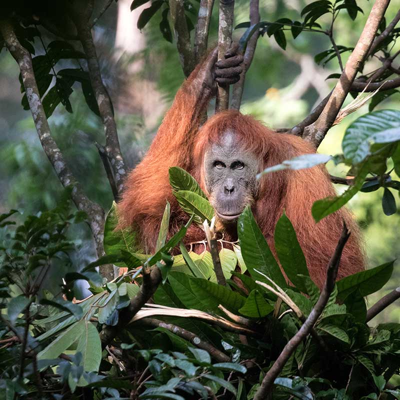 Orang-outan proteger peuple foret Arboricole