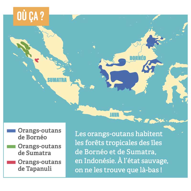 Orang-outan proteger peuple foret Carte