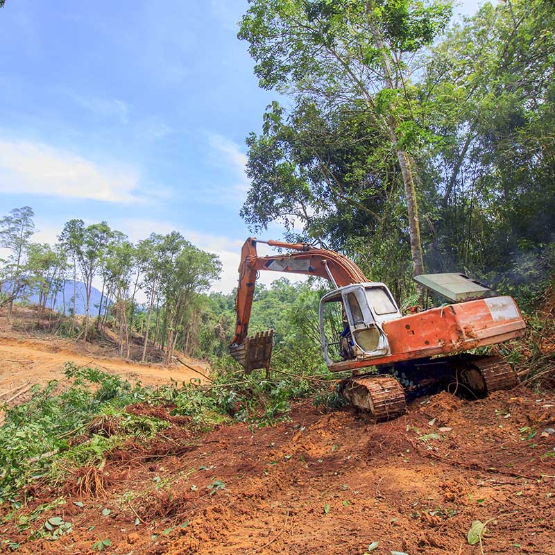 Orang-outan proteger peuple foret Deforestation