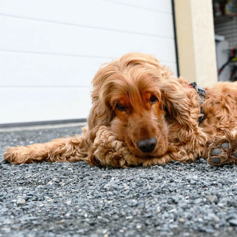 Cookie, le cooker mascotte de Argos 42, se repose