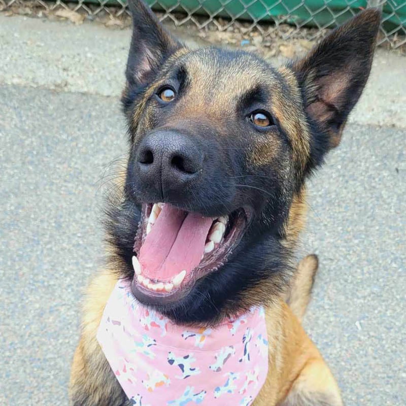 Ce chien à l'adoption porte un bandana fabriqué par Baptiste, en soutien aux animaux.