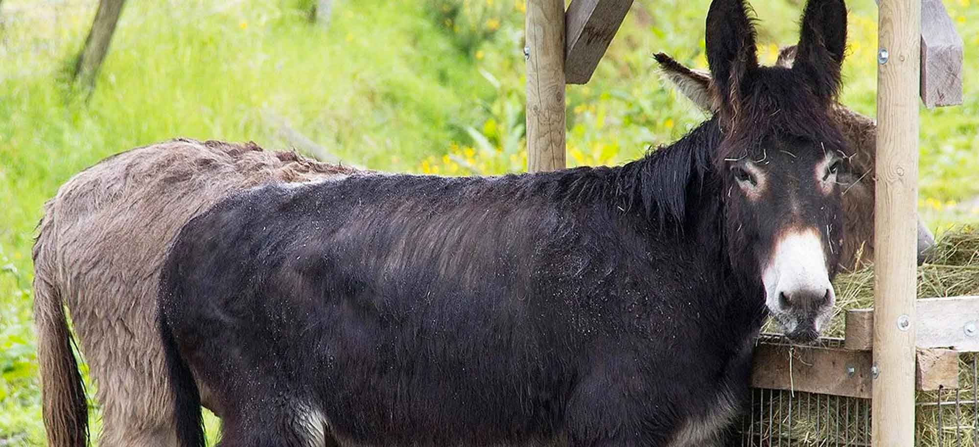 Botter, un âne rescapé au refuge ADADA