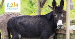 Botter, un âne rescapé au refuge ADADA