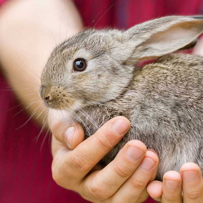 Les animaux en enseignement moral et civique (EMC) Le respect des animaux de compagnie - CP