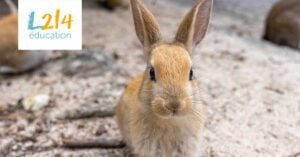 Mon journal animal #19 / Cap sur Okunoshima, l'île au lapins / Partage