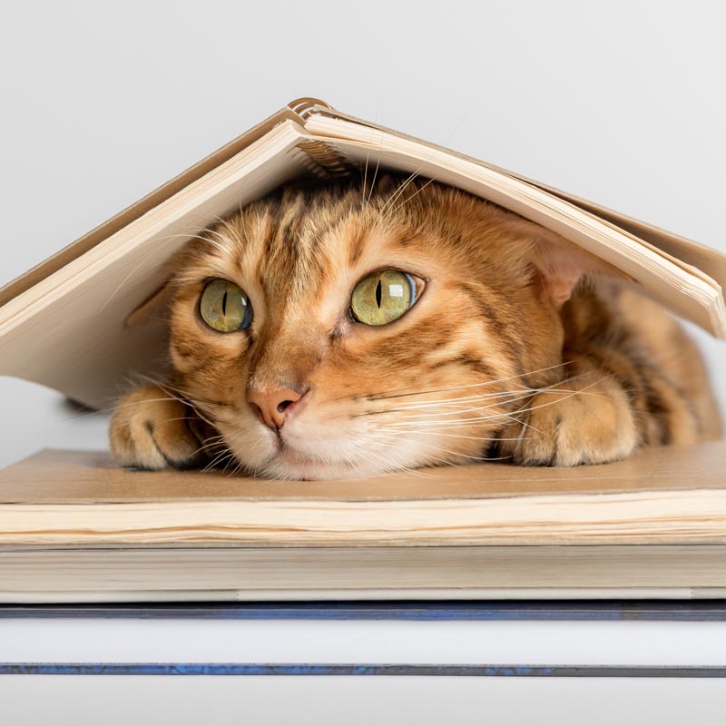 Chat roux caché sous un livre