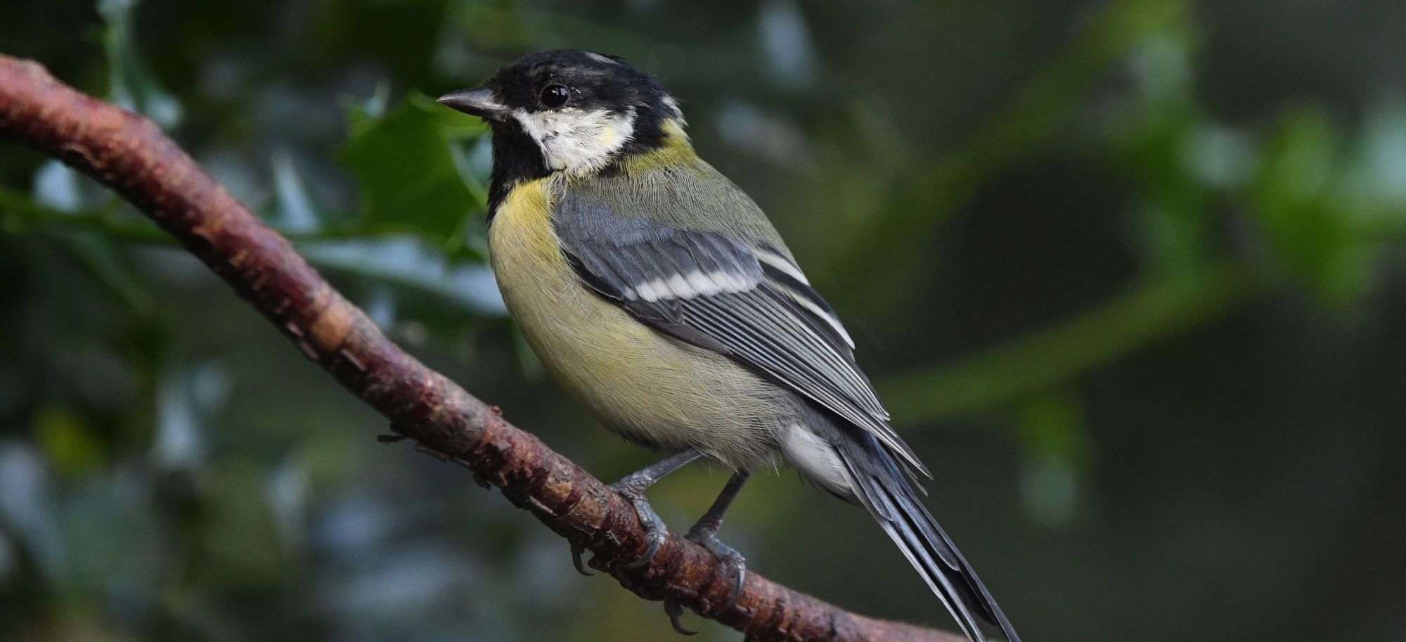 Concours-MJA-mésange-Header