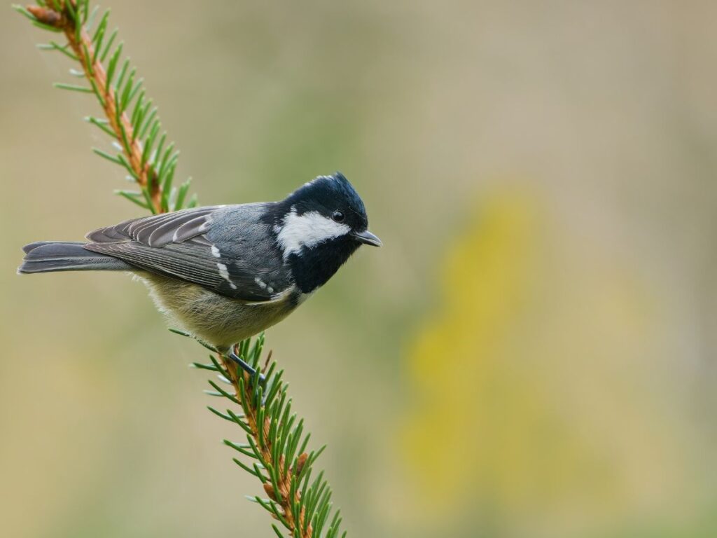 Concours-MJA-mésange