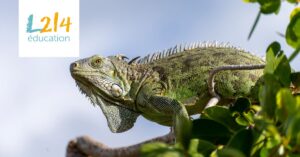 Concours-MJA-Iguanes-verts-Header