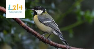 Concours-MJA-mésange-Header