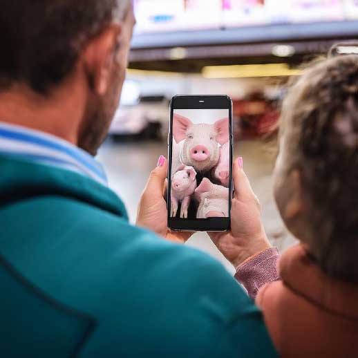Campagne Pig Minimum Standards sur l'élevage de cochons / viand de porc chez E.Leclerc