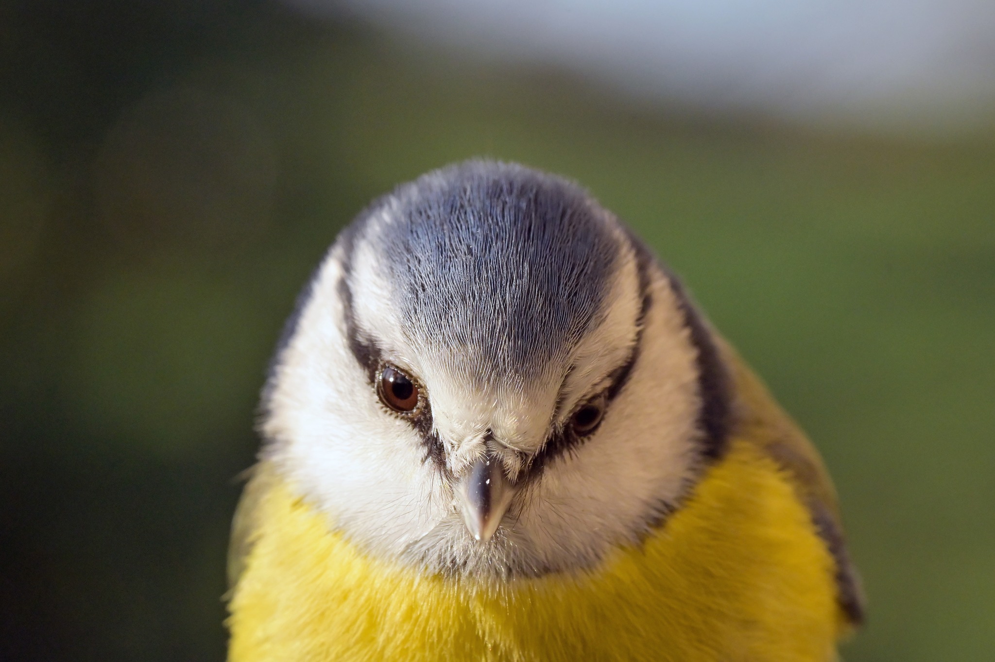 Mésange bleue par Dominic Hofbauer