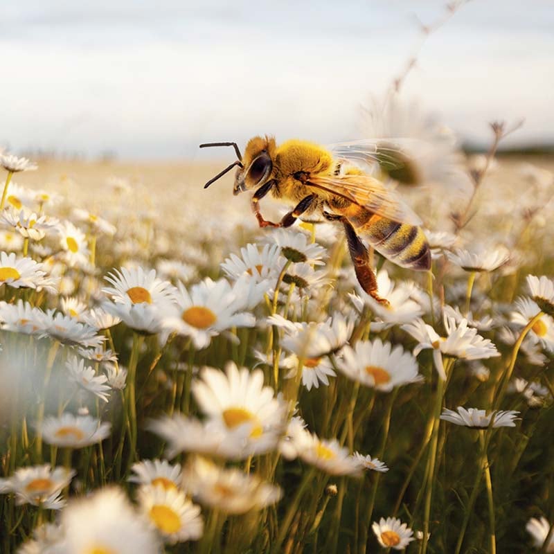 La communication des sources de nourriture est essentielle chez les abeilles.
