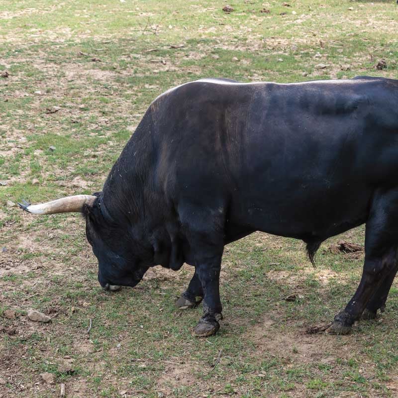Auroch reconstitué broutant paisiblement.