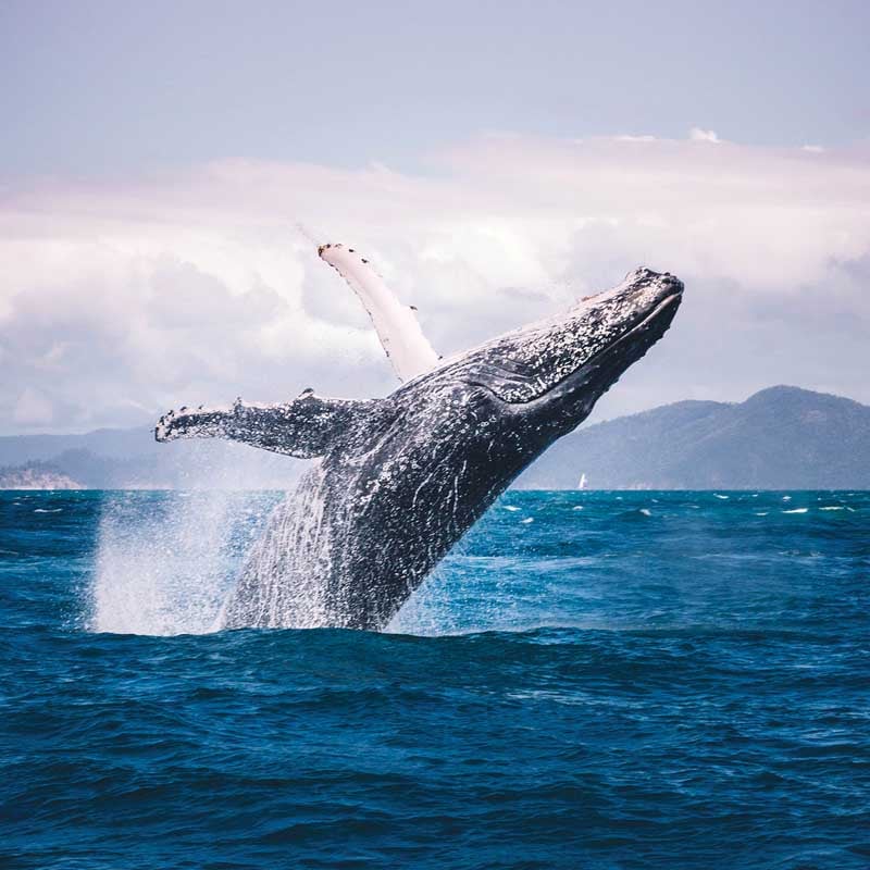 Comprendra-t-on un jour ce que se disent les baleines à bosse ?