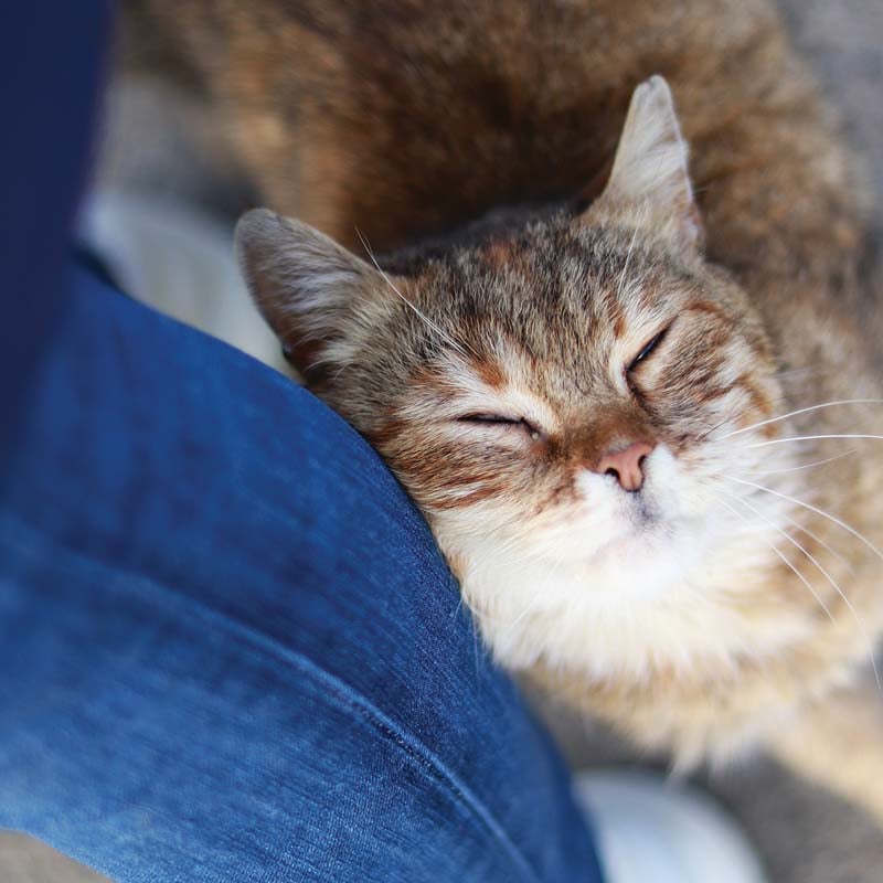 Chat tigré et blanc câlin
