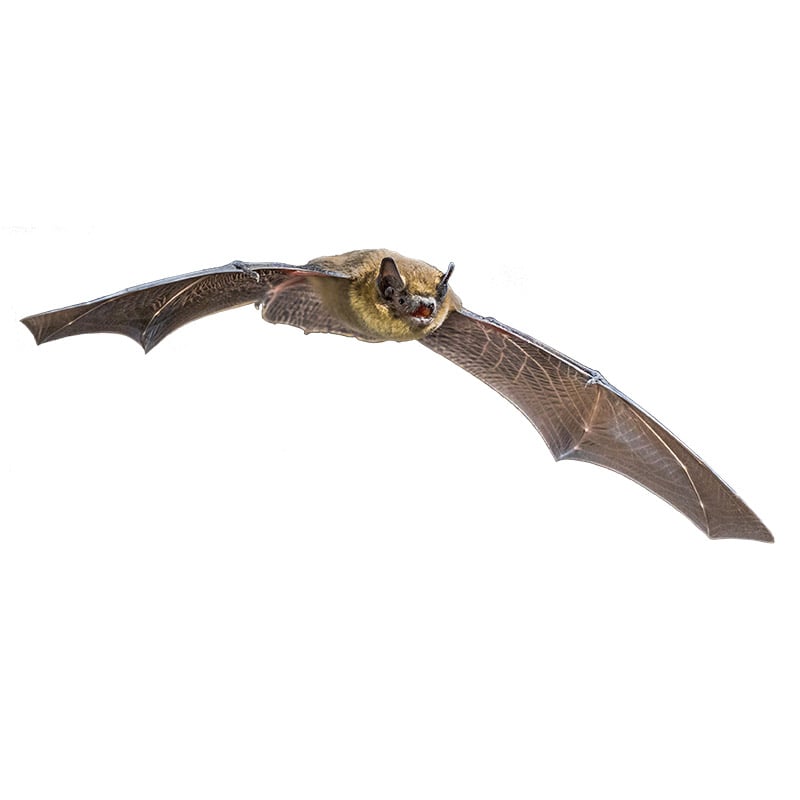 Cette chauve-souris qui vole sans bruit apparent est loin d’être silencieuse !