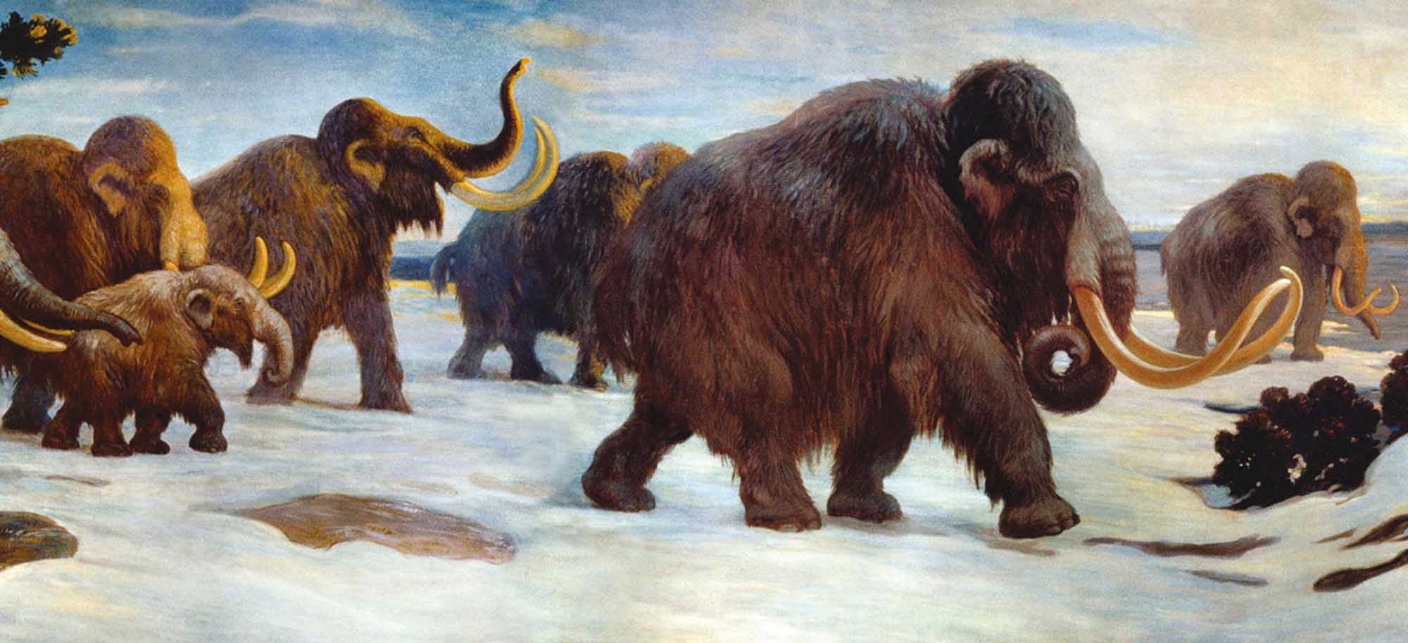Troupeau de mammouths en marche, peinture murale de Charles R. Knight, 1916, au Muséum américain d’histoire naturelle.