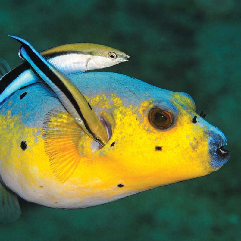 Ce poisson-ballon apprécie le nettoyage de première classe offert par les poissons labres.