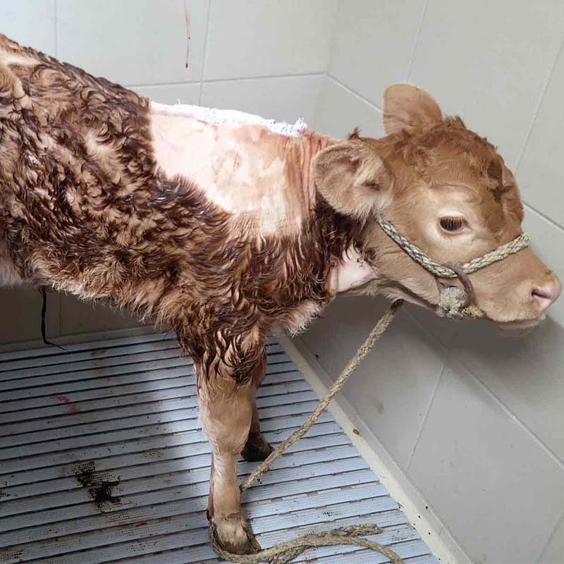 Le veau Sixtine après son opération, en convalescence.