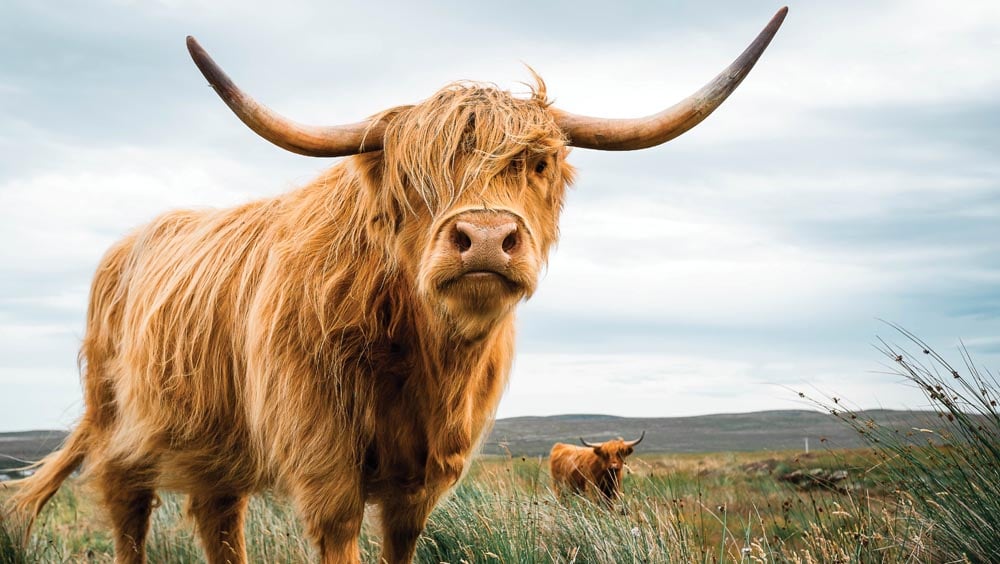Belle vache écossaise Higland dans un pré.