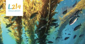 Poissons qui nagent dans une forêt de kelp sous-marine.