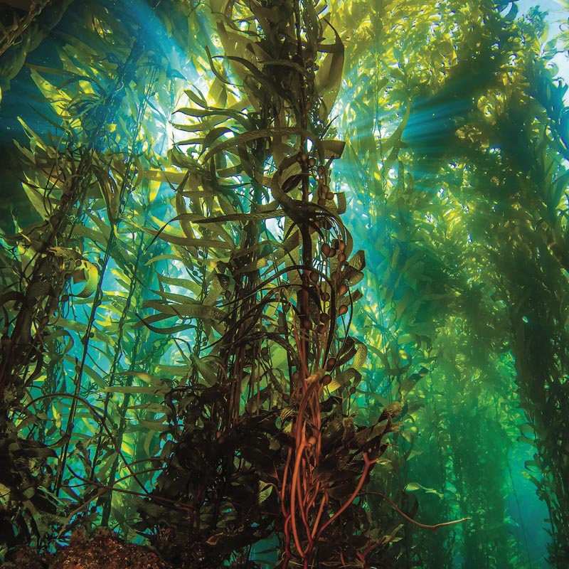 Beaucoup d’espèces d’algues composent les forêts sous-marines. Elles peuvent être vertes, brunes ou rouges. L’ensemble de ces algues est appelé kelp.