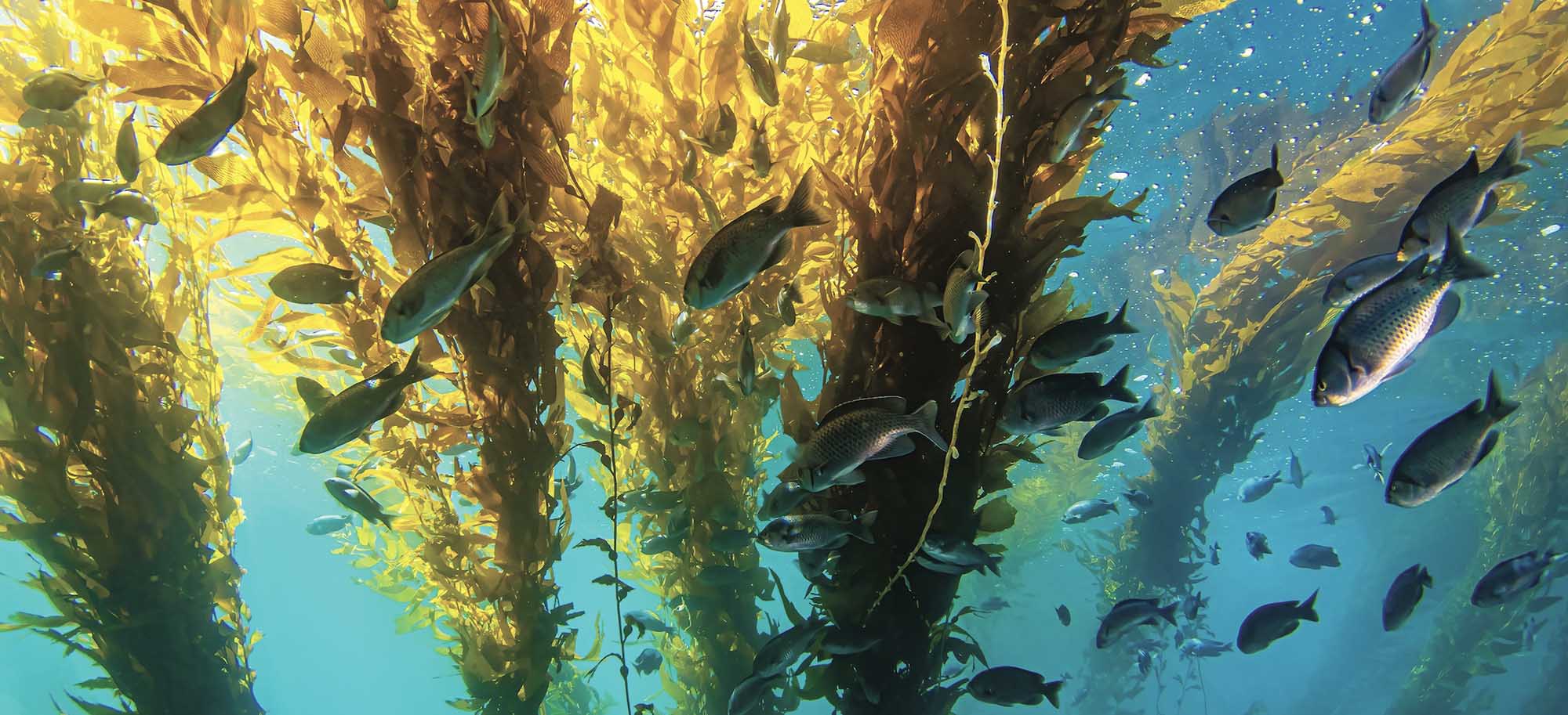 Poissons qui nagent dans une forêt de kelp sous-marine.