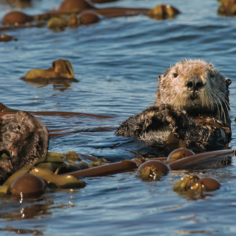 Loutre sur le kelp