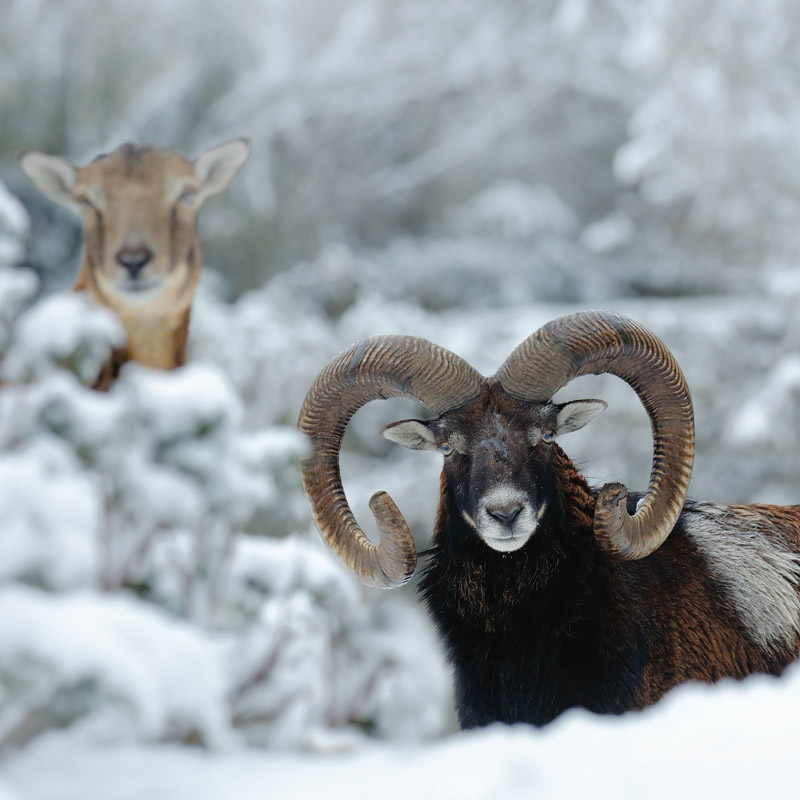 Mouflons dans la neige.