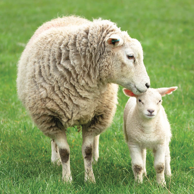 Brebis et son agneau dans un pré verdoyant.