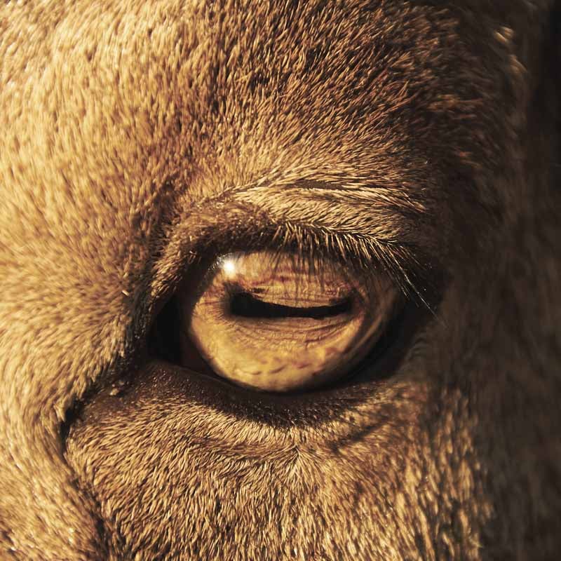 Gros plan sur la pupille rectangulaire d'un mouton.