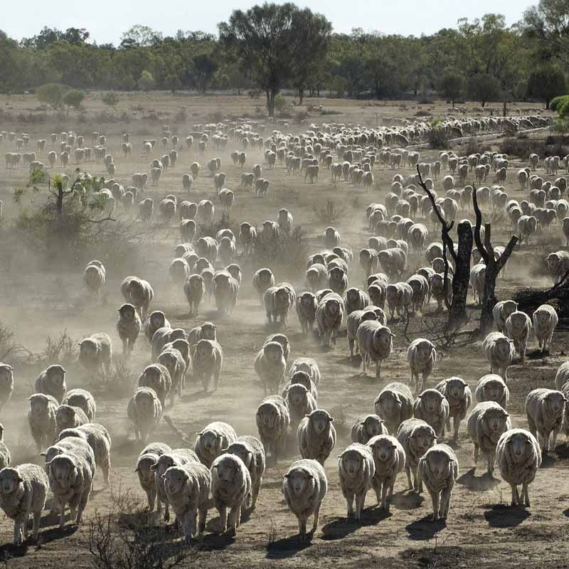 L'Australie compte presque 3 fois plus de moutons que d'habitants.