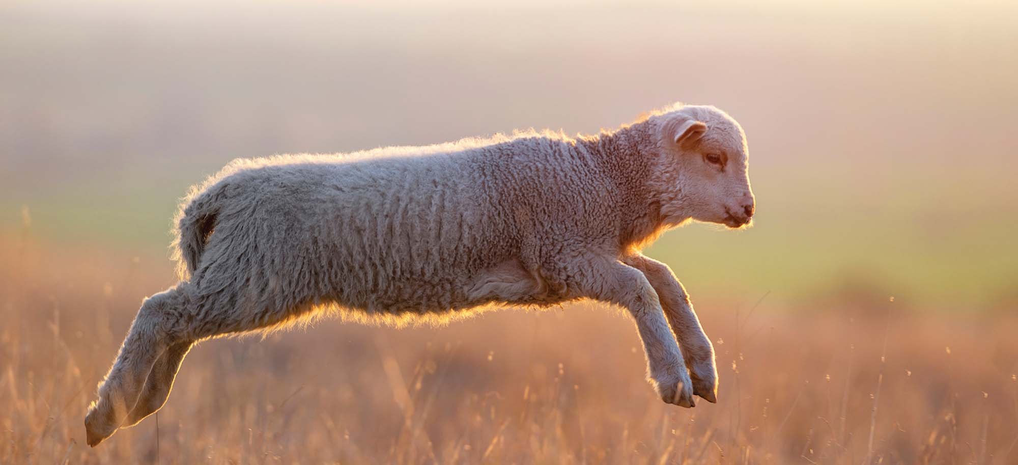 Mouton qui bondit dans un pré.