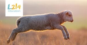 Mouton qui bondit dans un pré.