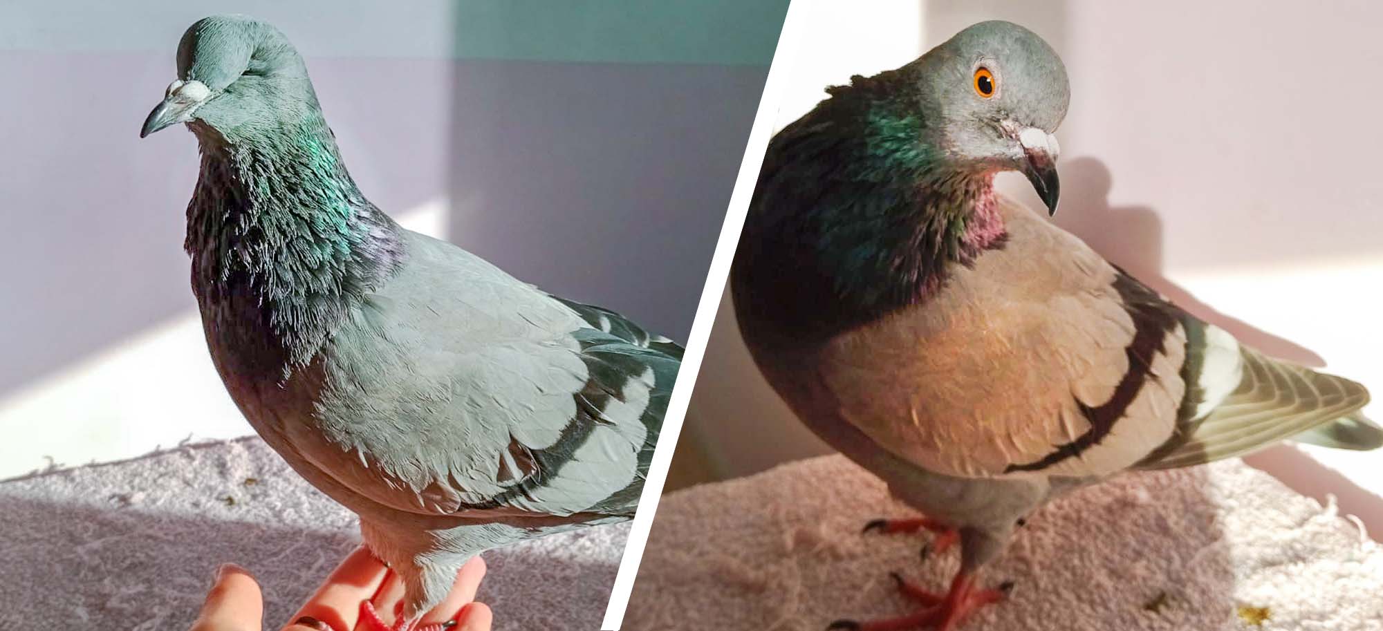 Pigeon bizet