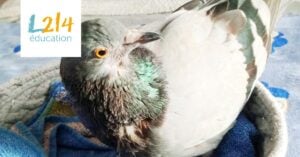 Pigeon bizet