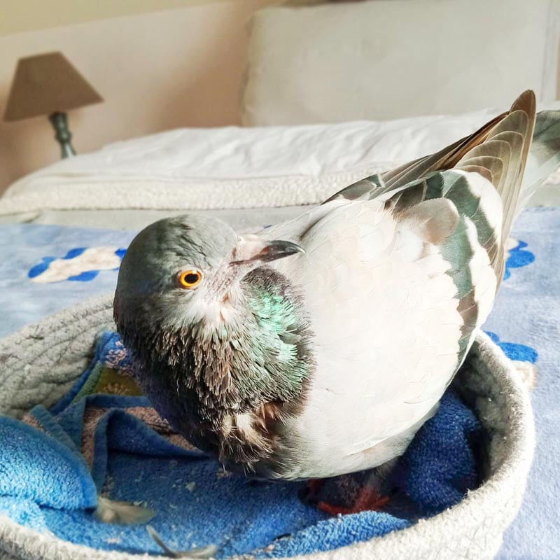 Joy, le pigeon biset dans son petit panier.