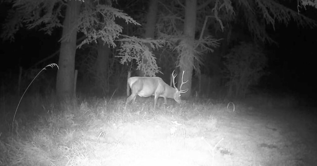 Cerf photographié la nuit