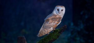 Chouette effraie posée sur une branche