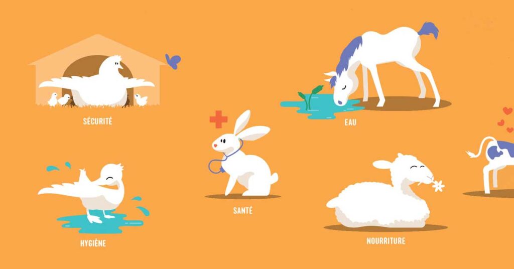 Activités à télécharger - Les besoins des animaux - L214 Education