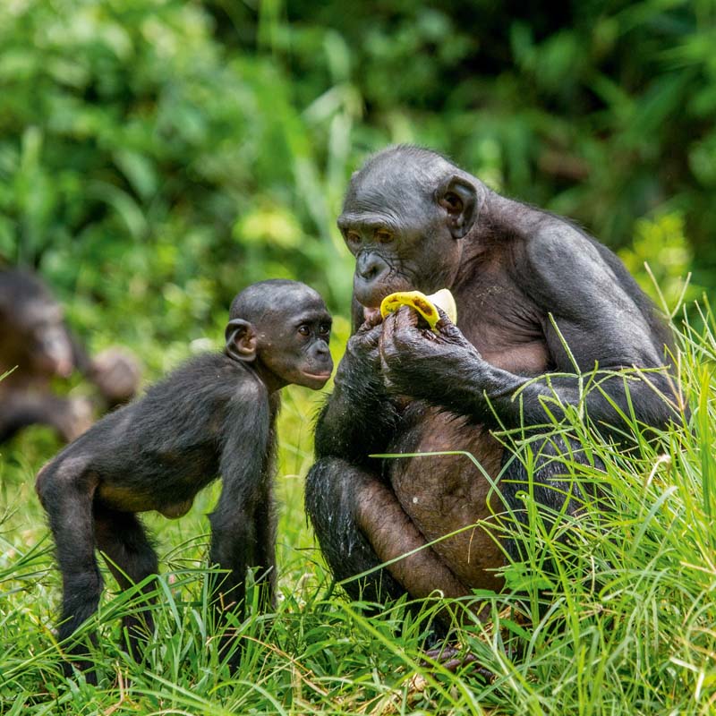 Bonobo adulte et jeune bonobos en train de partager un fruit