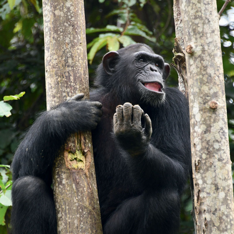 Chimpanzé adulte dans des arbres, dans la forêt