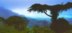 Paysage de la forêt tropicale d'Afrique