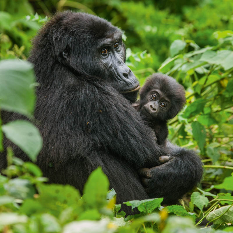 Gorille tenant tendrement son bébé dans les bras